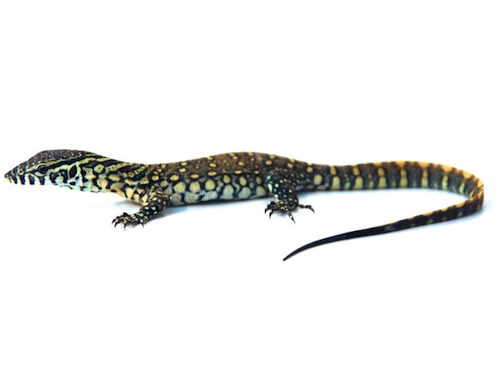 Nile Monitor For Sale, Nile Monitor Baby For Sale, Nile Monitor For Sale Near Me, Nile Monitor For Sale Cheap, Nile Monitor For Sale Uk, Nile Monitor For Sale Usa, Nile Monitor For Sale Canada, How Much Do Nile Monitor Cost?